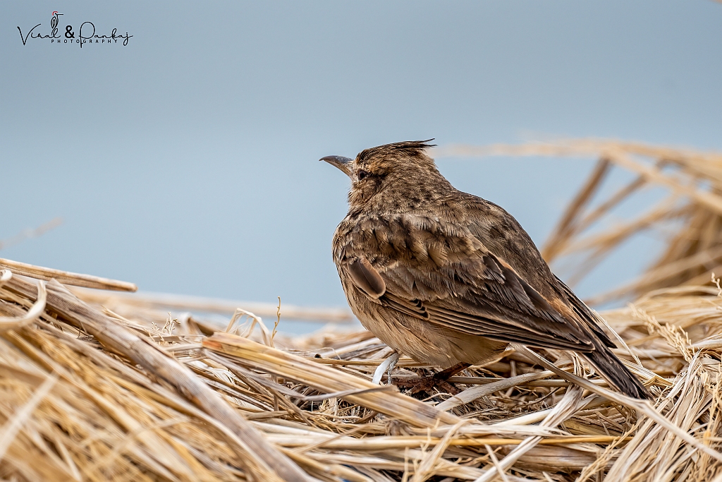 Crested Lark